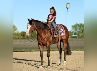 American Quarter Horse, Ruin, 4 Jaar, 152 cm, Roodbruin