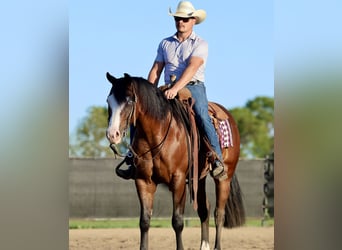 American Quarter Horse, Ruin, 4 Jaar, 152 cm, Roodbruin