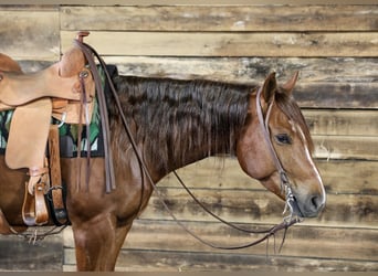 American Quarter Horse, Ruin, 4 Jaar, 152 cm, Roodvos