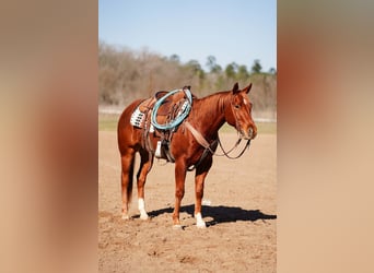 American Quarter Horse, Ruin, 4 Jaar, 152 cm, Roodvos