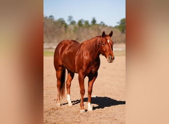 American Quarter Horse, Ruin, 4 Jaar, 152 cm, Roodvos