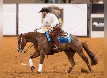 American Quarter Horse, Ruin, 4 Jaar, 152 cm, Roodvos