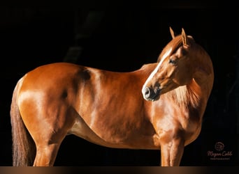 American Quarter Horse, Ruin, 4 Jaar, 152 cm, Roodvos