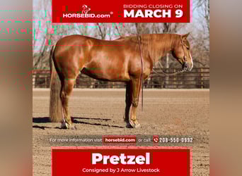 American Quarter Horse, Ruin, 4 Jaar, 152 cm, Roodvos