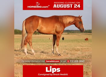 American Quarter Horse, Ruin, 4 Jaar, 152 cm, Roodvos