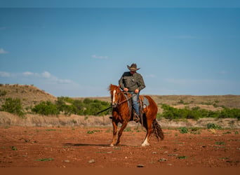 American Quarter Horse, Ruin, 4 Jaar, 152 cm, Roodvos