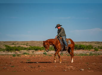 American Quarter Horse, Ruin, 4 Jaar, 152 cm, Roodvos
