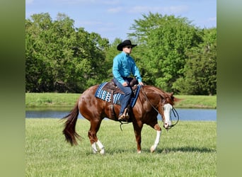 American Quarter Horse, Ruin, 4 Jaar, 152 cm, Roodvos