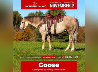American Quarter Horse, Ruin, 4 Jaar, 152 cm, Schimmel