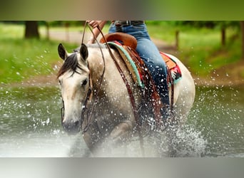 American Quarter Horse, Ruin, 4 Jaar, 152 cm, Schimmel