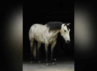 American Quarter Horse, Ruin, 4 Jaar, 152 cm, Schimmel