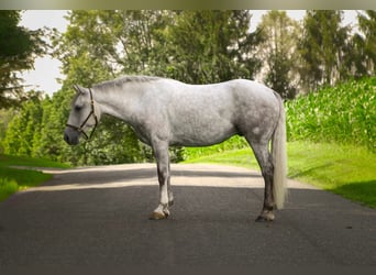 American Quarter Horse, Ruin, 4 Jaar, 152 cm, Schimmel