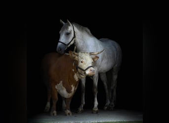 American Quarter Horse, Ruin, 4 Jaar, 152 cm, Schimmel