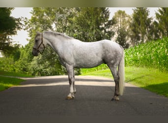 American Quarter Horse, Ruin, 4 Jaar, 152 cm, Schimmel