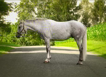 American Quarter Horse, Ruin, 4 Jaar, 152 cm, Schimmel