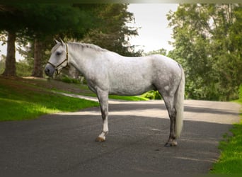 American Quarter Horse, Ruin, 4 Jaar, 152 cm, Schimmel