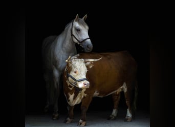 American Quarter Horse, Ruin, 4 Jaar, 152 cm, Schimmel