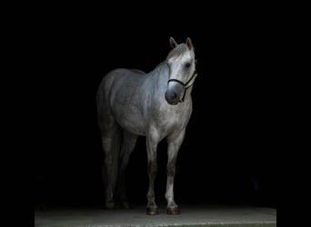 American Quarter Horse, Ruin, 4 Jaar, 152 cm, Schimmel