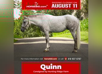 American Quarter Horse, Ruin, 4 Jaar, 152 cm, Schimmel