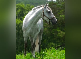 American Quarter Horse, Ruin, 4 Jaar, 152 cm, Schimmel