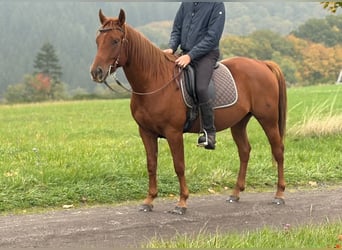 American Quarter Horse Mix, Ruin, 4 Jaar, 152 cm, Vos