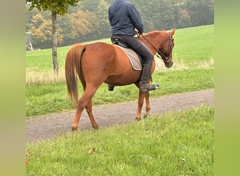 American Quarter Horse Mix, Ruin, 4 Jaar, 152 cm, Vos