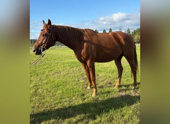 American Quarter Horse Mix, Ruin, 4 Jaar, 152 cm, Vos