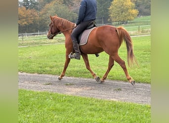 American Quarter Horse Mix, Ruin, 4 Jaar, 152 cm, Vos