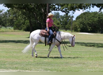 American Quarter Horse, Ruin, 4 Jaar, 152 cm, Wit