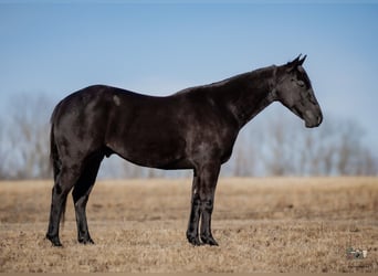 American Quarter Horse, Ruin, 4 Jaar, 152 cm, Zwart