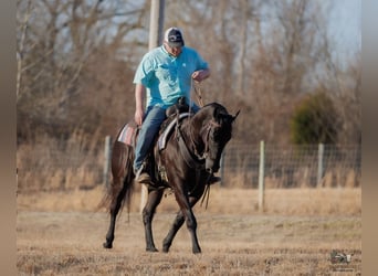 American Quarter Horse, Ruin, 4 Jaar, 152 cm, Zwart