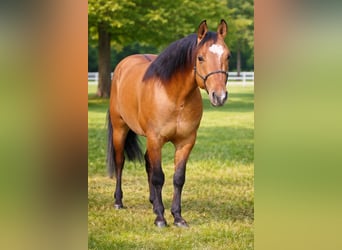 American Quarter Horse, Ruin, 4 Jaar, 153 cm, Bruin