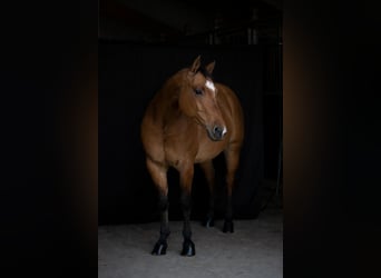 American Quarter Horse, Ruin, 4 Jaar, 153 cm, Bruin