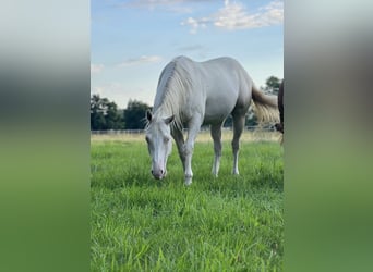 American Quarter Horse, Ruin, 4 Jaar, 153 cm, Cremello