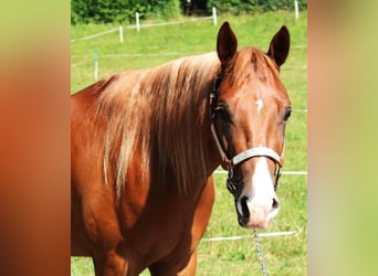 American Quarter Horse, Ruin, 4 Jaar, 153 cm, Vos