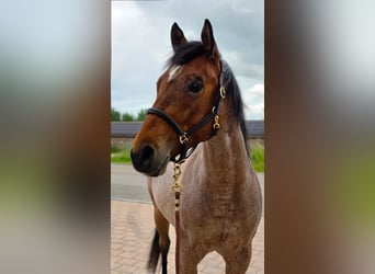 American Quarter Horse, Ruin, 4 Jaar, 154 cm, Roan-Bay