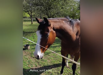 American Quarter Horse, Ruin, 4 Jaar, 155 cm, Bruin