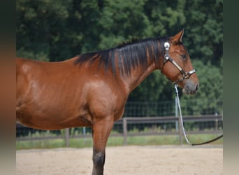 American Quarter Horse, Ruin, 4 Jaar, 155 cm, Bruin