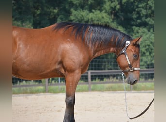 American Quarter Horse, Ruin, 4 Jaar, 155 cm, Bruin