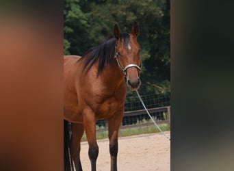 American Quarter Horse, Ruin, 4 Jaar, 155 cm, Bruin