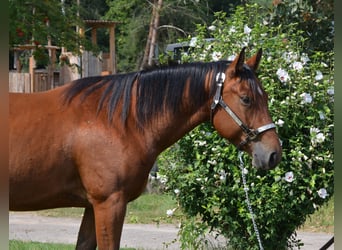 American Quarter Horse, Ruin, 4 Jaar, 155 cm, Bruin