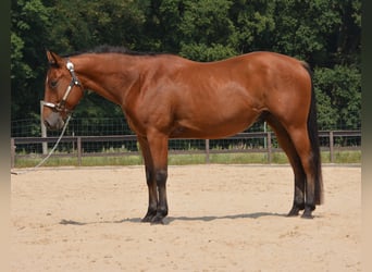 American Quarter Horse, Ruin, 4 Jaar, 155 cm, Bruin