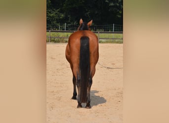 American Quarter Horse, Ruin, 4 Jaar, 155 cm, Bruin