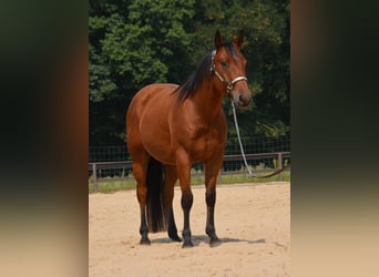 American Quarter Horse, Ruin, 4 Jaar, 155 cm, Bruin