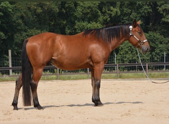 American Quarter Horse, Ruin, 4 Jaar, 155 cm, Bruin