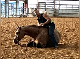 American Quarter Horse, Ruin, 4 Jaar, 155 cm, Buckskin