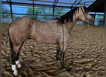 American Quarter Horse, Ruin, 4 Jaar, 155 cm, Buckskin