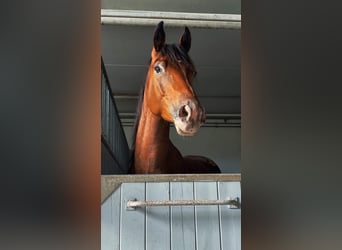 American Quarter Horse Mix, Ruin, 4 Jaar, 155 cm, Donkerbruin