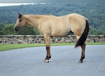 American Quarter Horse, Ruin, 4 Jaar, 155 cm, Falbe
