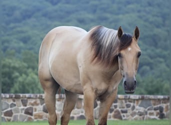 American Quarter Horse, Ruin, 4 Jaar, 155 cm, Falbe
